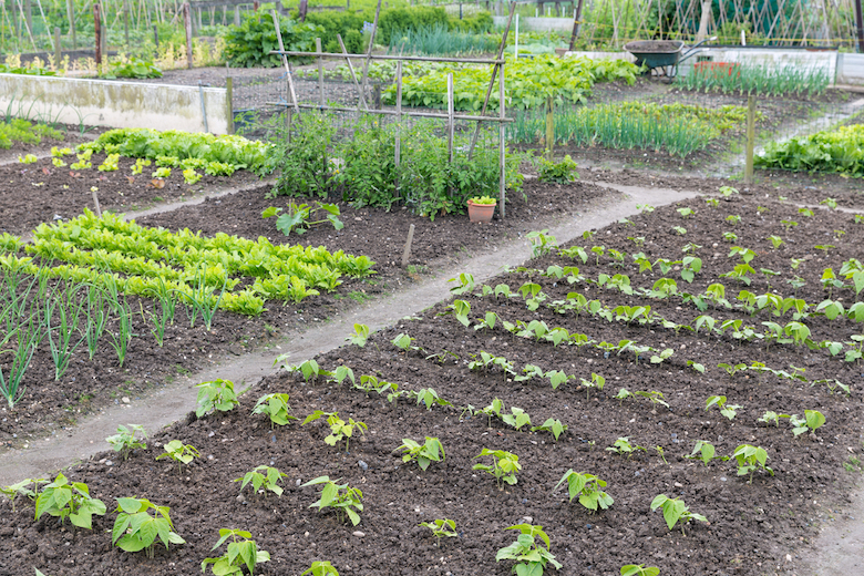 Potager soigneusement organisé avec des plantes dans des lits