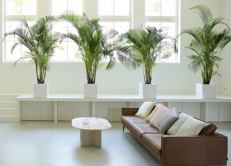 Quatre grandes plantes de fougère dans un salon spacieux