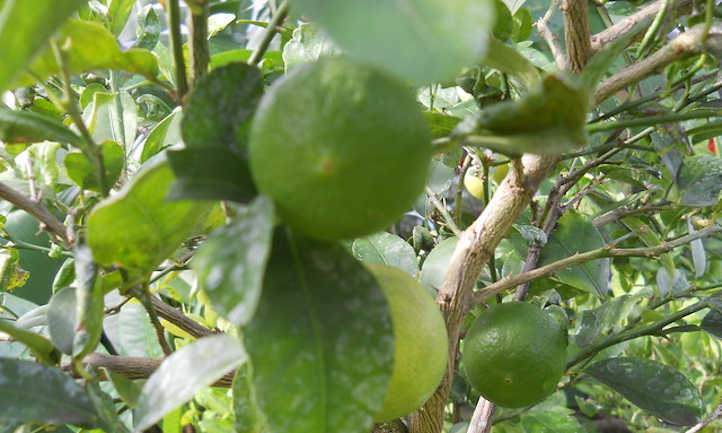 Fruits et branches de citron vert
