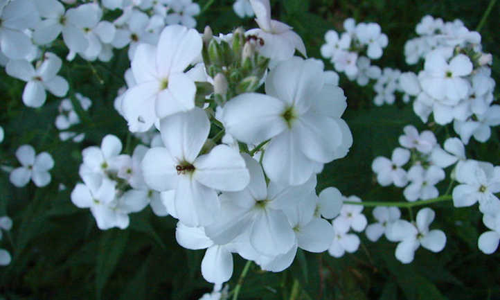 Hesperis matronalis fleurs blanches