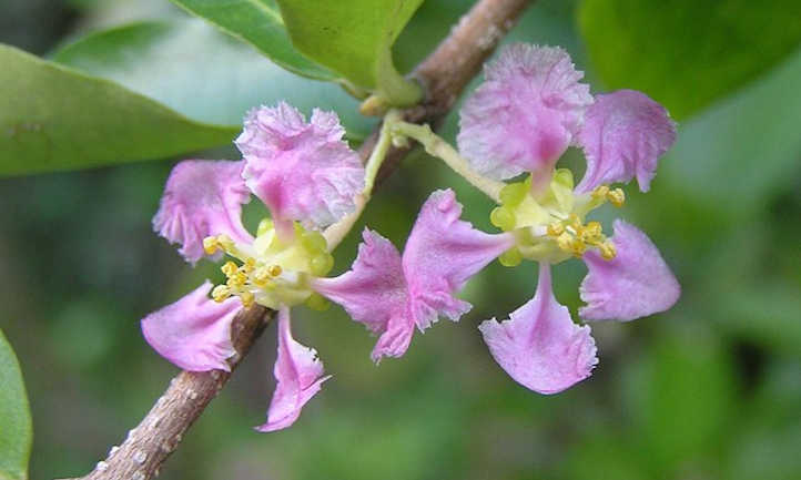 Fleurs de Malpighia glabra