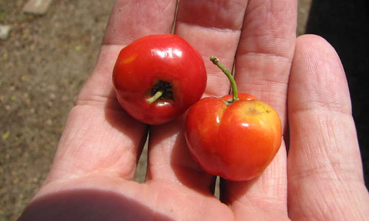 Fruits de Malpighia emarginata récoltés