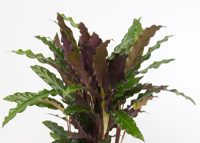 Calathea rufibarba