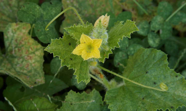 Tache de fleur et de feuille de cantaloup