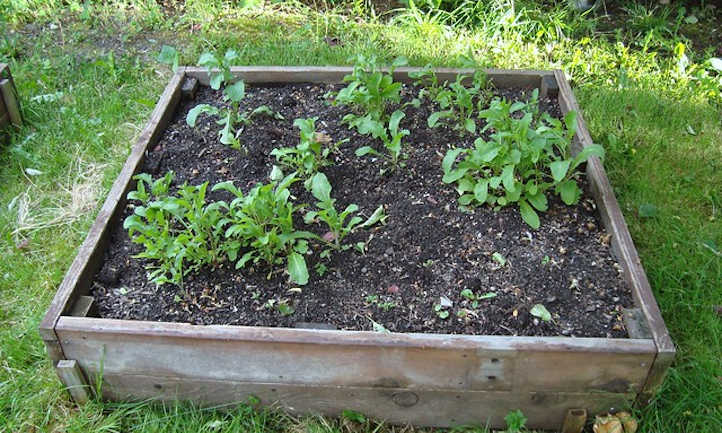 Roquette en lit surélevé