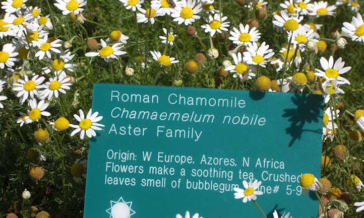 Camomille romaine au jardin botanique
