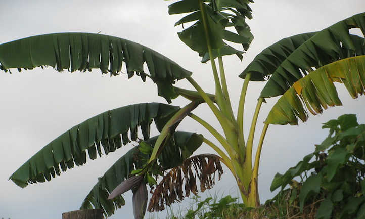 Banane java bleue avec fleur