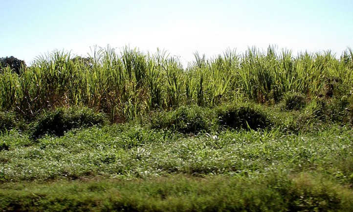 Vue latérale des champs de canne à sucre