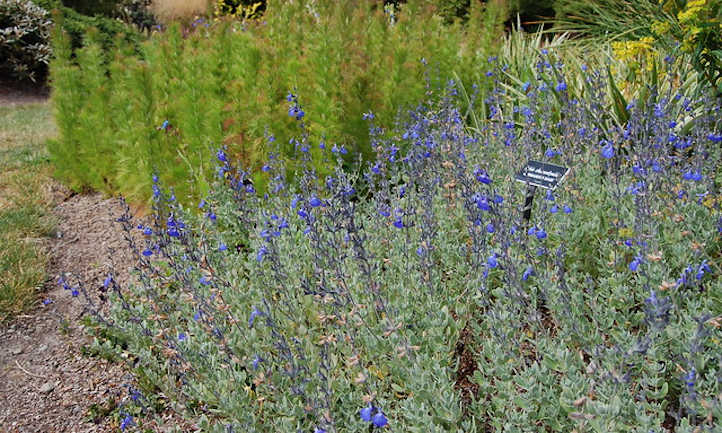 Patch Salvia chamaedryoides