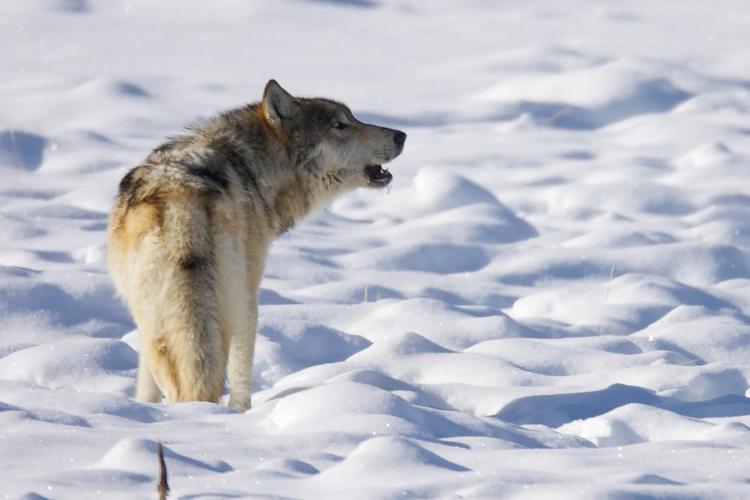 Un loup gris solitaire hurlant dans un paysage enneigé.