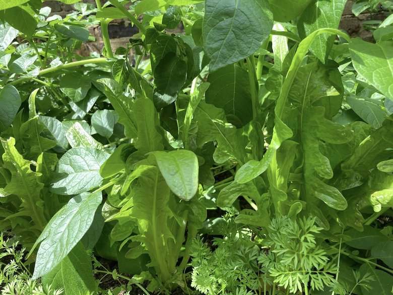 Plantes poussant dans un jardin ombragé