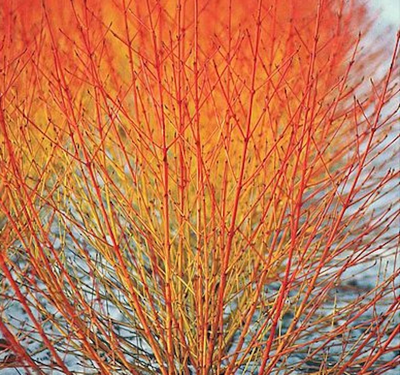 Cornus sanguinea 'Winter Flame' de T&M