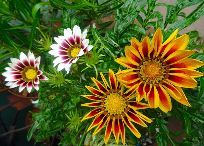 Gazania 'Tiger Stripes Mixed'