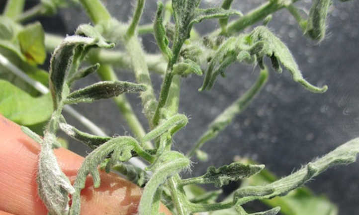 Dégâts d'herbicide sur la tomate