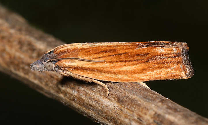 Teigne de la tordeuse d'Eucosma spp