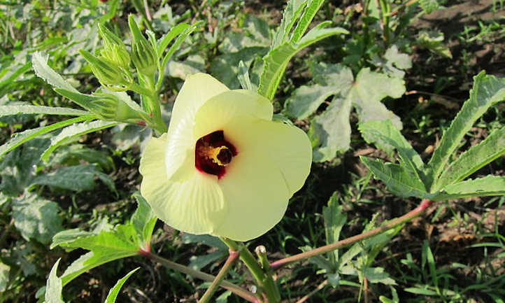 Fleur de gombo