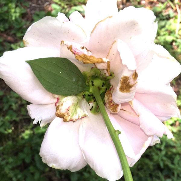 Fourmis à la recherche de nectar sur une fleur de pivoine