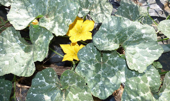 Oïdium sur les feuilles de courge