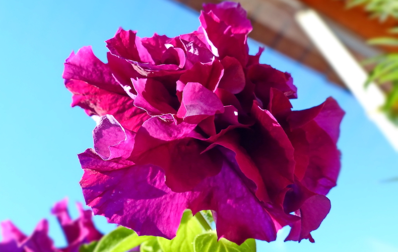 Petunia grandiflora 'Double Cascade Burgundy Plum Vein' Hybride F1 de Thompson & Morgan