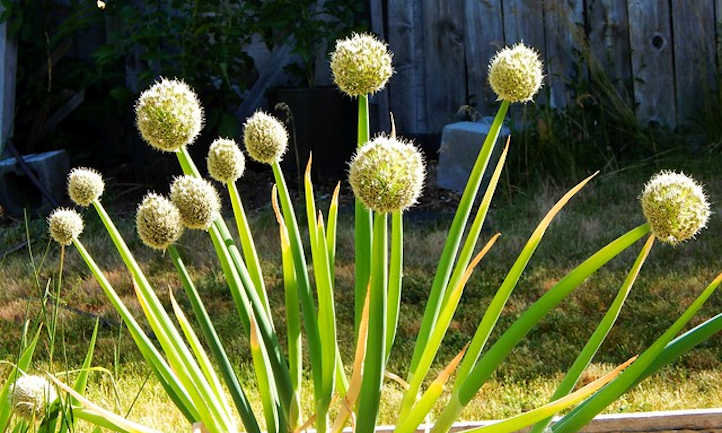 Fleurs d'oignon vert