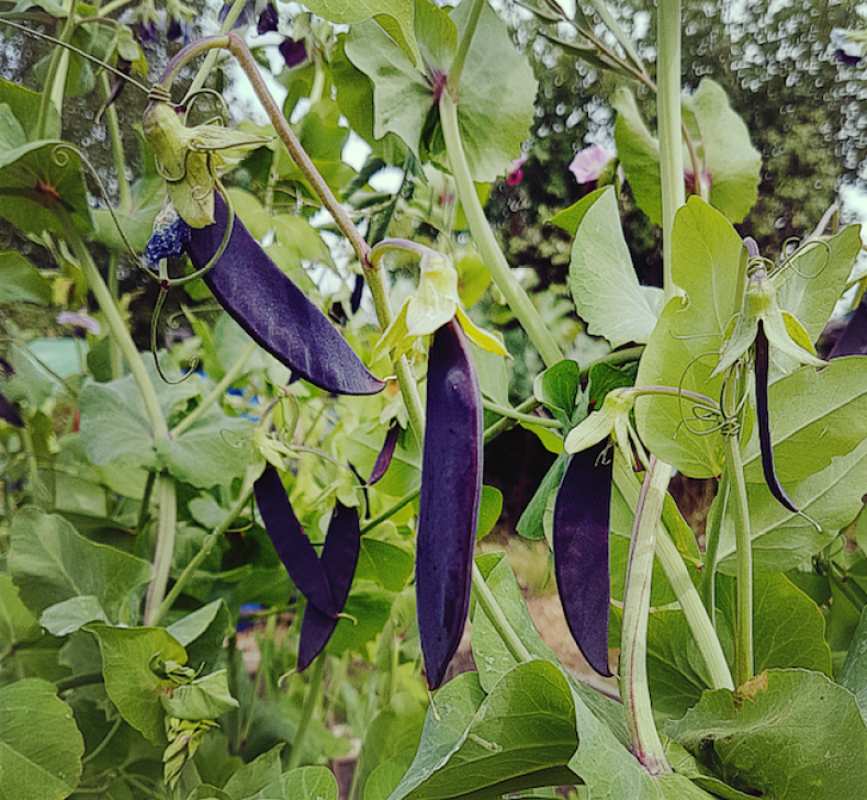 petits pois d'aiguiser vos piques