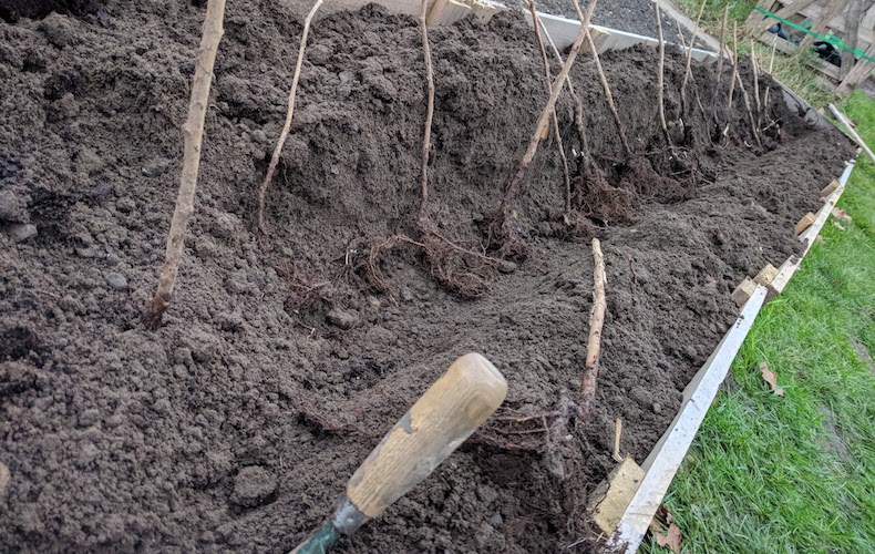 Planter des framboises à racines nues au sol